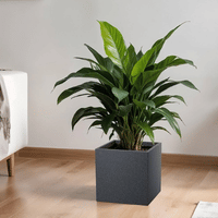 Tree Pot